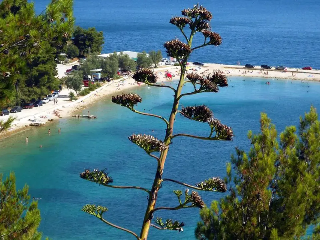 Kašjuni beach in Split, near Boutique Hotel MIrari.
